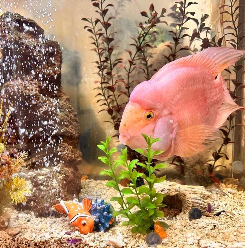 Kids Dental, Kids Dental Corner, Pediatric Dental Services